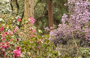 arboretum-kalmthout-1