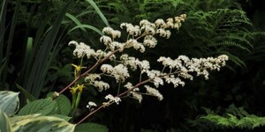 arboretum-kalmthout